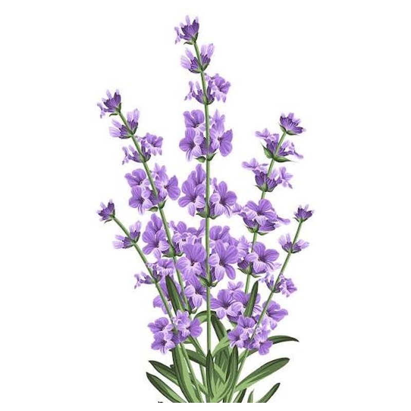 A field of lavender in bloom
