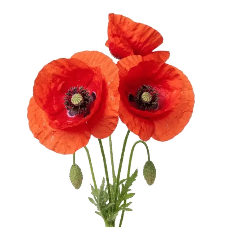 Red poppies in bloom