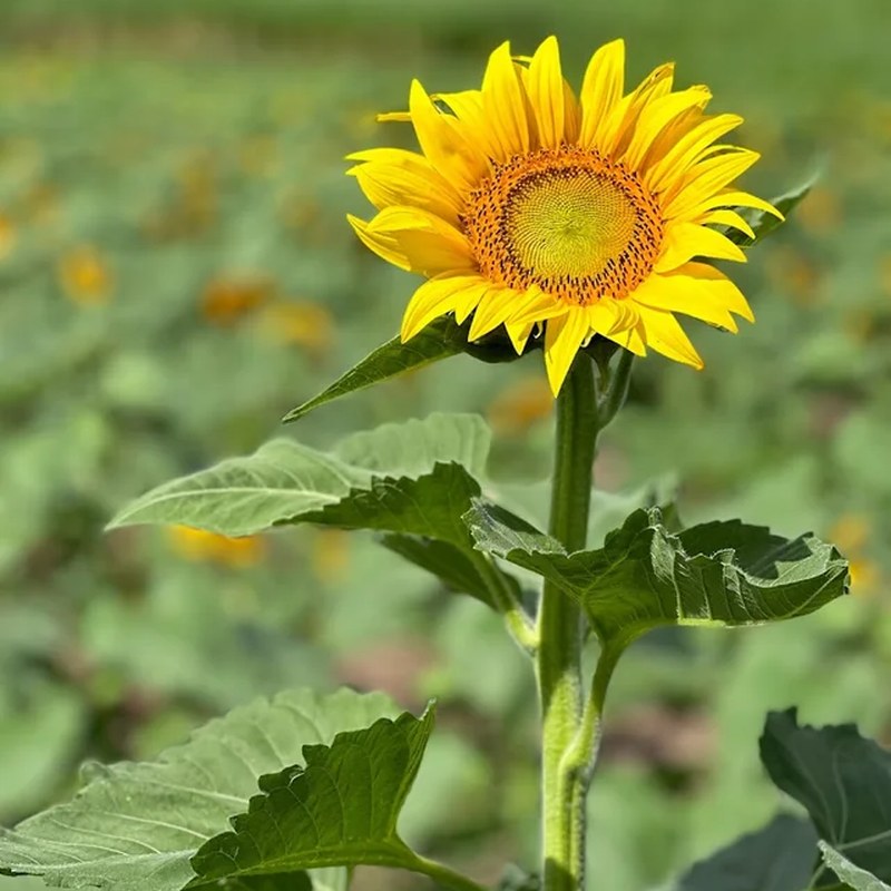 A sunflower in bloom