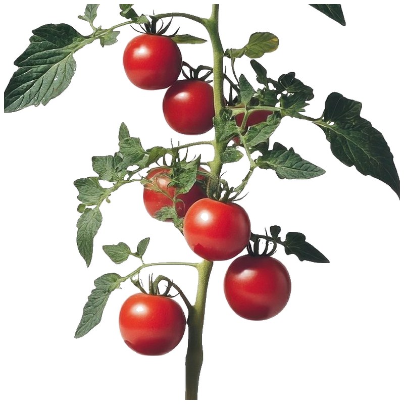 Ripe tomatoes on the vine